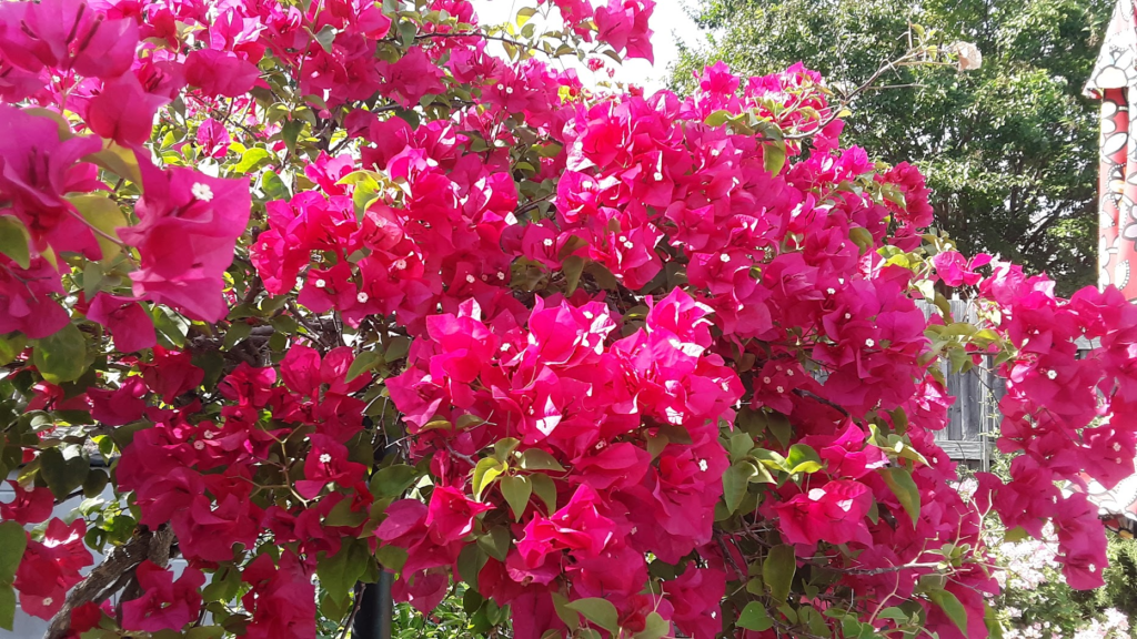 Bougainvillea from Gardening Garland’s North Texas plant guide