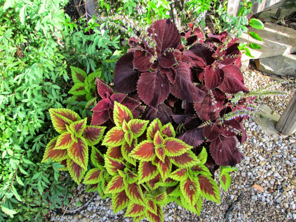 Flower garden featured on Gardening Garland